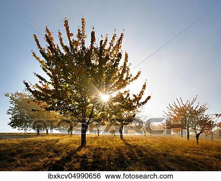 Stock Photograph - Meadow orchard with morning mist in autumn, cherry trees with orange leaves, sun shines through the leaves, Saalekreis, Germany ( Sachsen-Anhalt). Fotosearch