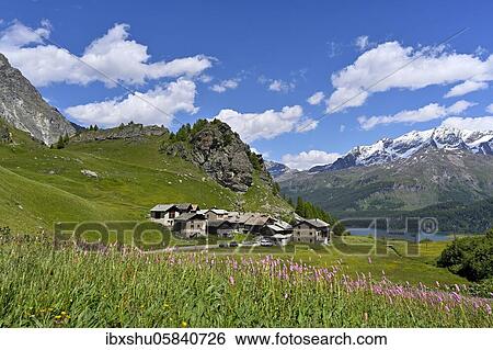 Meadow with flowering Meadow bistort (Bistorta officinalis) idyllic mountain village, film set from the feature film Heidi, in the back Piz Corvatsch, Grevasalvas, Upper Engadine, Canton Graubünden, Switzerland, Europe View Large Photo Image Stock Photograph - Meadow with flowering Meadow bistort (Bistorta officinalis) idyllic mountain village, film set from the feature film Heidi, in the back Piz Corvatsch, Grevasalvas, Upper Engadine, Canton Graubünden, Switzerland, Europe. Fotosearch