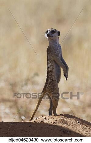 Meerkat (Suricata suricatta), adult male standing at the top of the burrow, alert, Kgalagadi Transfrontier Park, Northern Cape, South Africa, Africa View Large Photo Image Stock Image - Meerkat (Suricata suricatta), adult male standing at the top of the burrow, alert, Kgalagadi Transfrontier Park, Northern Cape, South Africa, Africa. Fotosearch