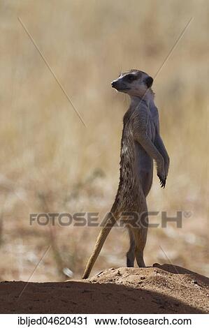 Meerkat (Suricata suricatta), adult male standing at the top of the burrow, alert, Kgalagadi Transfrontier Park, Northern Cape, South Africa, Africa View Large Photo Image Stock Image - Meerkat (Suricata suricatta), adult male standing at the top of the burrow, alert, Kgalagadi Transfrontier Park, Northern Cape, South Africa, Africa. Fotosearch