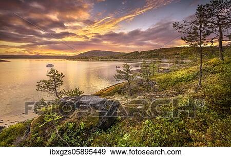 Stock Photo - Midnight sun in midsummer by the fjord, dense vegetation, warm light atmosphere, Hamarøy, Nordland, Norway, Europe. Fotosearch