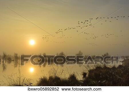 Stock Image - Migrating geese over the moor at sunset, Goldenstedter Moor, Lower Saxony, Germany, Europe. Fotosearch