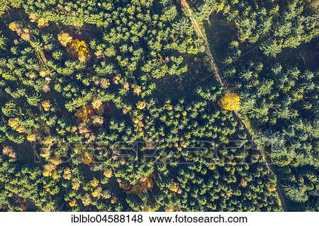 Mixed forest with autumn leaves, fir trees and beech, Meschede, Autumn Mood, Sauerland, North Rhine-Westphalia, Germany, Europe View Large Photo Image Stock Photo - Mixed forest with autumn leaves, fir trees and beech, Meschede, Autumn Mood, Sauerland, North Rhine-Westphalia, Germany, Europe. Fotosearch