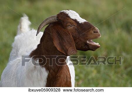 Moaning BoersDomestic Goat (Capra aegagrus hircus) animal portrait, Schleswig-Holstein, Germany, Europe View Large Photo Image Stock Photo - Moaning BoersDomestic Goat (Capra aegagrus hircus) animal portrait, Schleswig-Holstein, Germany, Europe. Fotosearch