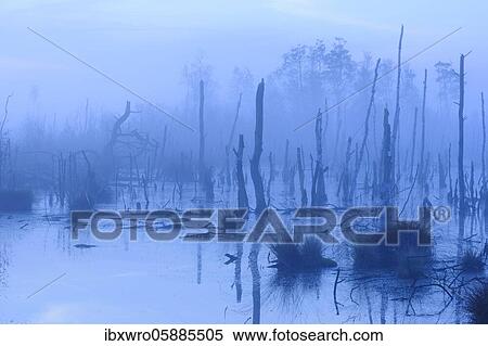 Moor at the blue hour, Goldenstedter Moor, Oldenburger Münsterland, Lower Saxony, Germany, Europe View Large Photo Image Stock Photography - Moor at the blue hour, Goldenstedter Moor, Oldenburger Münsterland, Lower Saxony, Germany, Europe. Fotosearch