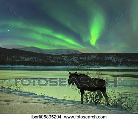 Picture - Moose at Tysfjord with northern lights in Norway. Fotosearch