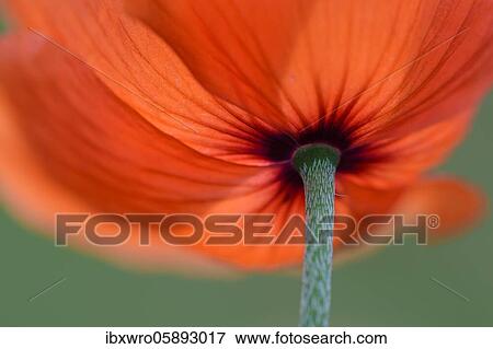 More red flowering poppy flowers ( Papaver rhoeas) Oldenburger Münsterland, Vechta, Lower Saxony, Germany, Europe View Large Photo Image Stock Photo - More red flowering poppy flowers ( Papaver rhoeas) Oldenburger Münsterland, Vechta, Lower Saxony, Germany, Europe. Fotosearch
