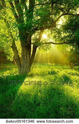 Morning atmosphere in the forest, sun shines through trees, Black locust (Robinia pseudoacacia) on clearing, Lower Saale Valley Nature Park, Saxony-Anhalt, Germany, Europe View Large Photo Image Stock Photograph - Morning atmosphere in the forest, sun shines through trees, Black locust (Robinia pseudoacacia) on clearing, Lower Saale Valley Nature Park, Saxony-Anhalt, Germany, Europe. Fotosearch