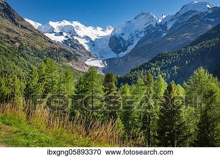 Morteratsch Valley with Bellavista, Piz Bernina and Morteratsch Glacier, Pontresina, Bernina Alps, Upper Engadine, Engadine, Grisons, Switzerland, Europe View Large Photo Image Stock Image - Morteratsch Valley with Bellavista, Piz Bernina and Morteratsch Glacier, Pontresina, Bernina Alps, Upper Engadine, Engadine, Grisons, Switzerland, Europe. Fotosearch