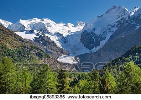 Morteratsch Valley with Bellavista, Piz Bernina and Morteratsch Glacier, Pontresina, Bernina Alps, Upper Engadine, Engadine, Grisons, Switzerland, Europe View Large Photo Image Stock Photography - Morteratsch Valley with Bellavista, Piz Bernina and Morteratsch Glacier, Pontresina, Bernina Alps, Upper Engadine, Engadine, Grisons, Switzerland, Europe. Fotosearch