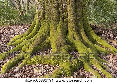 Moss-covered roots of an old beech ( Fagus sylvatica), Urwald Herrenholz, Lutten, Lower Saxony, Germany, Europe View Large Photo Image Stock Image - Moss-covered roots of an old beech ( Fagus sylvatica), Urwald Herrenholz, Lutten, Lower Saxony, Germany, Europe. Fotosearch