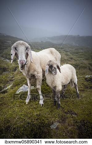 Stock Image - Mother with young animal, domestic sheep on alpine meadow, Berliner Höhenweg, Zillertal, Tyrol, Austria, Europe. Fotosearch
