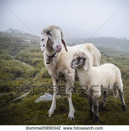Mother with young animal, domestic sheep on alpine meadow, Berliner Höhenweg, Zillertal, Tyrol, Austria, Europe View Large Photo Image Stock Image - Mother with young animal, domestic sheep on alpine meadow, Berliner Höhenweg, Zillertal, Tyrol, Austria, Europe. Fotosearch