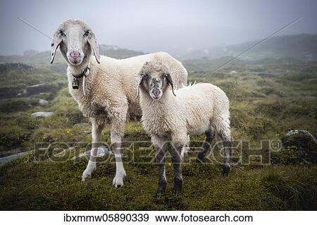 Mother with young animal, domestic sheep on alpine meadow, Berliner Höhenweg, Zillertal, Tyrol, Austria, Europe View Large Photo Image Stock Photo - Mother with young animal, domestic sheep on alpine meadow, Berliner Höhenweg, Zillertal, Tyrol, Austria, Europe. Fotosearch