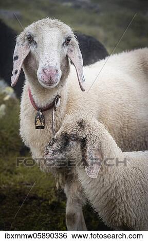 Mother with young animal, domestic sheep on alpine meadow, Berliner Höhenweg, Zillertal, Tyrol, Austria, Europe View Large Photo Image Stock Photograph - Mother with young animal, domestic sheep on alpine meadow, Berliner Höhenweg, Zillertal, Tyrol, Austria, Europe. Fotosearch