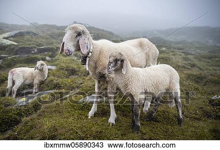Mother with young animals, domestic sheep on alpine meadow, Berliner Höhenweg, Zillertal, Tyrol, Austria, Europe View Large Photo Image Stock Image - Mother with young animals, domestic sheep on alpine meadow, Berliner Höhenweg, Zillertal, Tyrol, Austria, Europe. Fotosearch