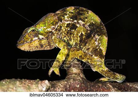 Mount Amber Shorthorn Chameleon (Calumma amber) Female, Montagne d' Ambre National Park, North Madagascar, Madagascar, Africa View Large Photo Image Picture - Mount Amber Shorthorn Chameleon (Calumma amber) Female, Montagne d' Ambre National Park, North Madagascar, Madagascar, Africa. Fotosearch
