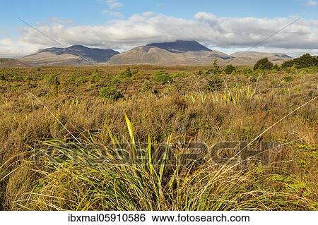 Mount Ngauruhoe, Oceania, Tongariro National Park, UNESCO World Heritage Site, Ruapehu, North Island, New Zealand, Oceania View Large Photo Image Stock Photograph - Mount Ngauruhoe, Oceania, Tongariro National Park, UNESCO World Heritage Site, Ruapehu, North Island, New Zealand, Oceania. Fotosearch
