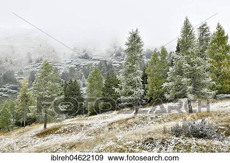 Stock Photo - Mountain landscape with coniferous forest, first snowfall in autumn, Obernberg, Tyrol, Austria, Europe. Fotosearch