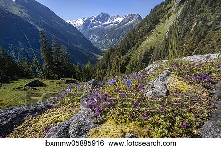 Mountain landscape, Zamser Eck, Kleiner Hochsteller, Kälberlahnerspitze and Hochsteller, Zillertaler Alps, Zillertal, Tyrol, Austria, Europe View Large Photo Image Stock Photograph - Mountain landscape, Zamser Eck, Kleiner Hochsteller, Kälberlahnerspitze and Hochsteller, Zillertaler Alps, Zillertal, Tyrol, Austria, Europe. Fotosearch