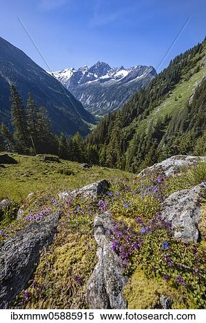 Stock Photography - Mountain landscape, Zamser Eck, Kleiner Hochsteller, Kälberlahnerspitze and Hochsteller, Zillertaler Alps, Zillertal, Tyrol, Austria, Europe. Fotosearch