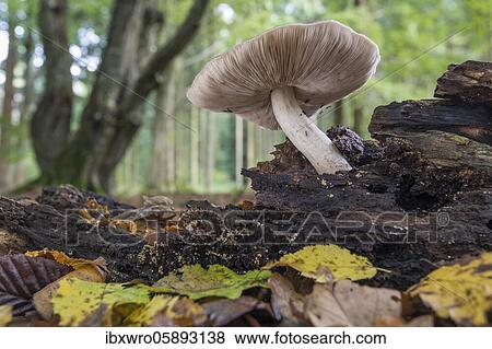 Mushroom in the autumnal primeval forest Baumweg, forest, hat forest, tree, Oldenburger Münsterland, Emstek, Lower Saxony, Germany, Europe View Large Photo Image Stock Photo - Mushroom in the autumnal primeval forest Baumweg, forest, hat forest, tree, Oldenburger Münsterland, Emstek, Lower Saxony, Germany, Europe. Fotosearch