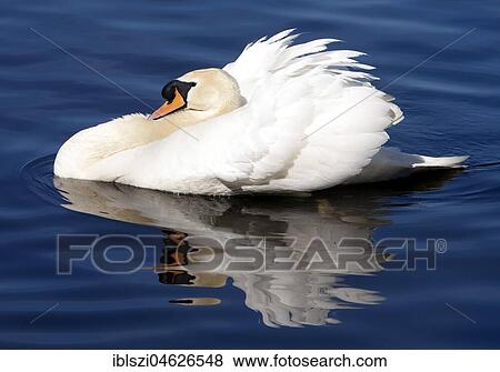 Mute swan (Cygnus olor), Lake Baldeney, Essen, North Rhine-Westphalia, Germany, Europe View Large Photo Image Stock Photo - Mute swan (Cygnus olor), Lake Baldeney, Essen, North Rhine-Westphalia, Germany, Europe. Fotosearch