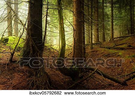 Mysterious dense spruce forest with fog ( Thuringia ( Thüringer Wald) n), Germany, Europe View Large Photo Image Stock Image - Mysterious dense spruce forest with fog ( Thuringia ( Thüringer Wald) n), Germany, Europe. Fotosearch