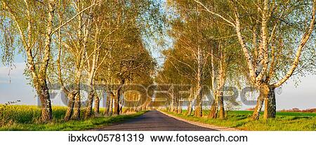Narrow country road through birch avenue in spring, evening light, Burgenlandkreis, Saxony-Anhalt, Germany, Europe View Large Photo Image Stock Photo - Narrow country road through birch avenue in spring, evening light, Burgenlandkreis, Saxony-Anhalt, Germany, Europe. Fotosearch