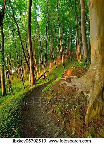 Narrow hiking trail through beech forest on the coast of the Baltic Sea in the warm light of the evening sun, Jasmund National Park, Rügen Island, Mecklenburg-Western Pomerania, Germany, Europe View Large Photo Image Stock Image - Narrow hiking trail through beech forest on the coast of the Baltic Sea in the warm light of the evening sun, Jasmund National Park, Rügen Island, Mecklenburg-Western Pomerania, Germany, Europe. Fotosearch