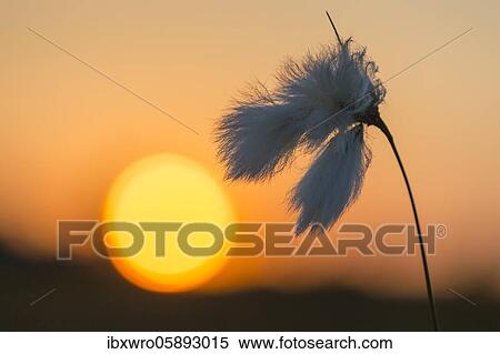 Narrow-leaved ( Eriophorum angustifolium) cotton grass in the fruiting stage in front of sunset, moor, Oldenburger Münsterland, Goldenstedter Moor, Lower Saxony, Germany, Europe View Large Photo Image Stock Photography - Narrow-leaved ( Eriophorum angustifolium) cotton grass in the fruiting stage in front of sunset, moor, Oldenburger Münsterland, Goldenstedter Moor, Lower Saxony, Germany, Europe. Fotosearch