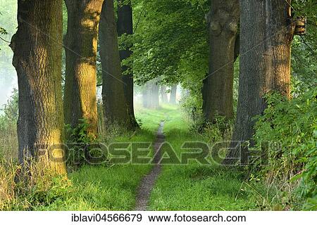 Narrow path, oak avenue, fog, morning light, flower bed, Naumburg, Saxony-Anhalt, Germany, Europe View Large Photo Image Stock Photo - Narrow path, oak avenue, fog, morning light, flower bed, Naumburg, Saxony-Anhalt, Germany, Europe. Fotosearch