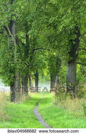 Stock Image - Narrow path, oak avenue, fog, Naumburg, Naumburg, Saxony-Anhalt, Germany, Europe *** IMPORTANT: Not to be licensed as calendar cover (2022) Germany, Austria, Switzerland ***. Fotosearch