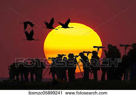 Nartur friends with telescopes in front of setting sun, cranes flying by, Mecklenburg-Vorpommern, Germany, Europe View Large Photo Image Stock Image - Nartur friends with telescopes in front of setting sun, cranes flying by, Mecklenburg-Vorpommern, Germany, Europe. Fotosearch