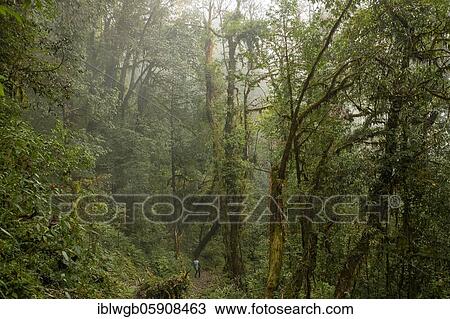 Stock Image - Native carrier, Himalayas, Nepali in mountainous jungle, Mardi Himal Trek, Mardi Himal, Annapurna region, Nepal, Asia. Fotosearch