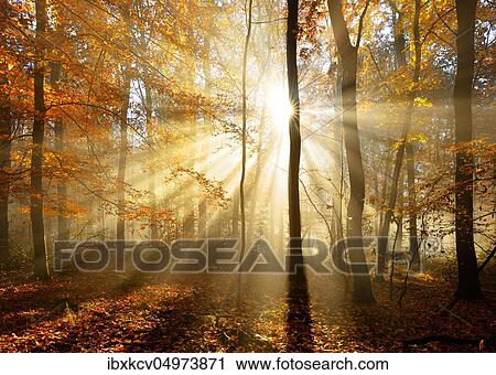 Natural deciduous forest of oaks and beeches in autumn, sun shines through morning mist, Ziegelrodaer Forst, Saxony-Anhalt, Germany, Europe View Large Photo Image Stock Image - Natural deciduous forest of oaks and beeches in autumn, sun shines through morning mist, Ziegelrodaer Forst, Saxony-Anhalt, Germany, Europe. Fotosearch