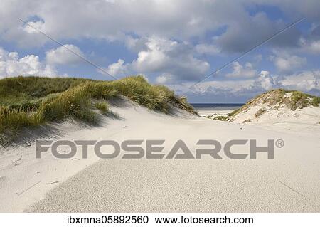 Stock Image - Nature protected dune area of the island of Amrum, North Frisian Island, North Frisia, Schleswig-Holstein, Germany, Europe. Fotosearch
