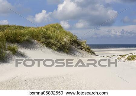 Stock Photo - Nature protected dune area of the island of Amrum, North Frisian Island, North Frisia, Schleswig-Holstein, Germany, Europe. Fotosearch