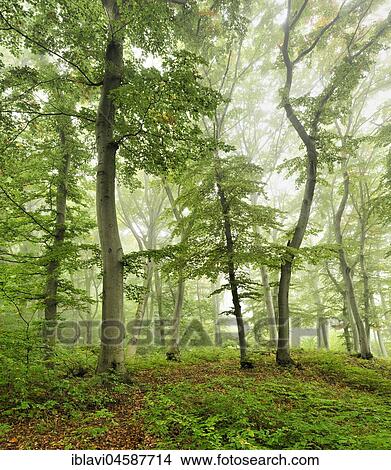 Near-natural Beechesforest (Fagus), fog, near Naumburg, Saxony-Anhalt, Germany, Europe View Large Photo Image Picture - Near-natural Beechesforest (Fagus), fog, near Naumburg, Saxony-Anhalt, Germany, Europe. Fotosearch