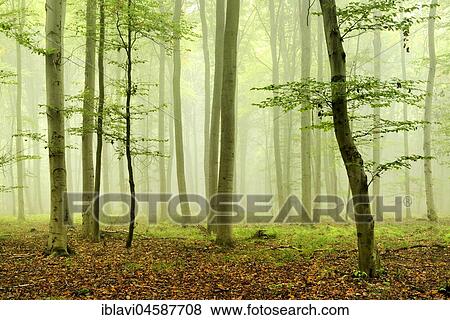 Stock Photo - Near-natural Beechesforest (Fagus), fog, near Naumburg, Saxony-Anhalt, Germany, Europe. Fotosearch