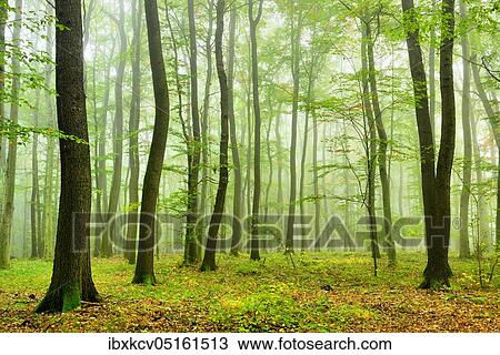 Stock Image - Near-natural mixed deciduous forest of oaks and beeches in the mist, near Naumburg, Burgenlandkreis, Germany ( Sachsen-Anhalt). Fotosearch