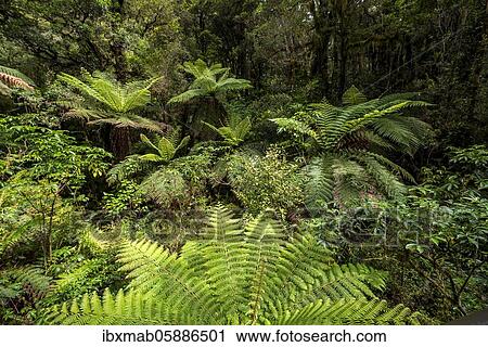 New Zealand rainforest, tree ferns (Cyatheales), Fiordland National Park, Southland, New Zealand, Oceania View Large Photo Image Stock Image - New Zealand rainforest, tree ferns (Cyatheales), Fiordland National Park, Southland, New Zealand, Oceania. Fotosearch