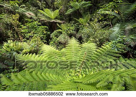 New Zealand rainforest, tree ferns (Cyatheales), Fiordland National Park, Southland, New Zealand, Oceania View Large Photo Image Stock Image - New Zealand rainforest, tree ferns (Cyatheales), Fiordland National Park, Southland, New Zealand, Oceania. Fotosearch