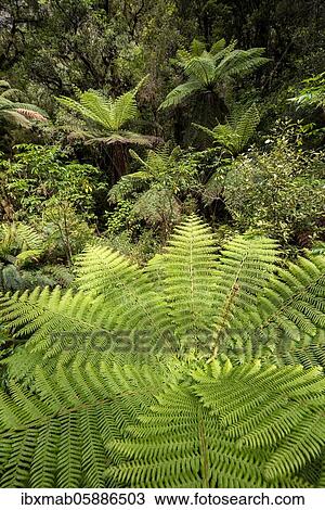 New Zealand rainforest, tree ferns (Cyatheales), Fiordland National Park, Southland, New Zealand, Oceania View Large Photo Image Stock Image - New Zealand rainforest, tree ferns (Cyatheales), Fiordland National Park, Southland, New Zealand, Oceania. Fotosearch