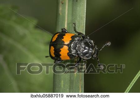 Stock Photo - Nicrophorus vespilloides (Nicrophorus vespilloides) on a plant stem Baden-Württemberg, Germany, Europe. Fotosearch