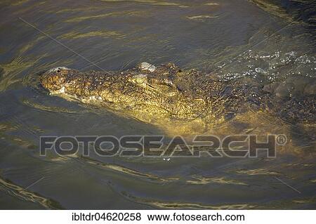 Nile Crocodile (Crocodylus niloticus), in the Chobe River, Chobe National Park, Botswana, Africa View Large Photo Image Stock Photo - Nile Crocodile (Crocodylus niloticus), in the Chobe River, Chobe National Park, Botswana, Africa. Fotosearch