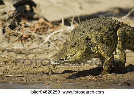 Nile Crocodile (Crocodylus niloticus), is about to enter the Lufupa River, Kafue National Park, Zambia, Africa View Large Photo Image Stock Photo - Nile Crocodile (Crocodylus niloticus), is about to enter the Lufupa River, Kafue National Park, Zambia, Africa. Fotosearch