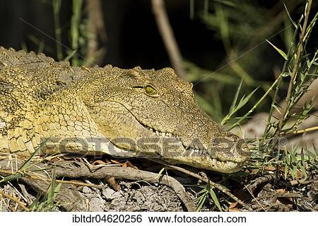 Nile Crocodile (Crocodylus niloticus), basking at the bank of the Lufupa River, Kafue National Park, Zambia, Africa View Large Photo Image Stock Photograph - Nile Crocodile (Crocodylus niloticus), basking at the bank of the Lufupa River, Kafue National Park, Zambia, Africa. Fotosearch