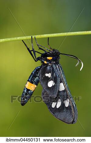 Nine-spotted moth (Amata phegea), male, Biosphere Reserve Middle Elbe, Saxony-Anhalt, Germany, Europe View Large Photo Image Stock Image - Nine-spotted moth (Amata phegea), male, Biosphere Reserve Middle Elbe, Saxony-Anhalt, Germany, Europe. Fotosearch