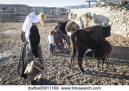 Nomads in the Altai Mountains, milking cows, Olgii Province, Mongolia, Asia View Large Photo Image Stock Image - Nomads in the Altai Mountains, milking cows, Olgii Province, Mongolia, Asia. Fotosearch